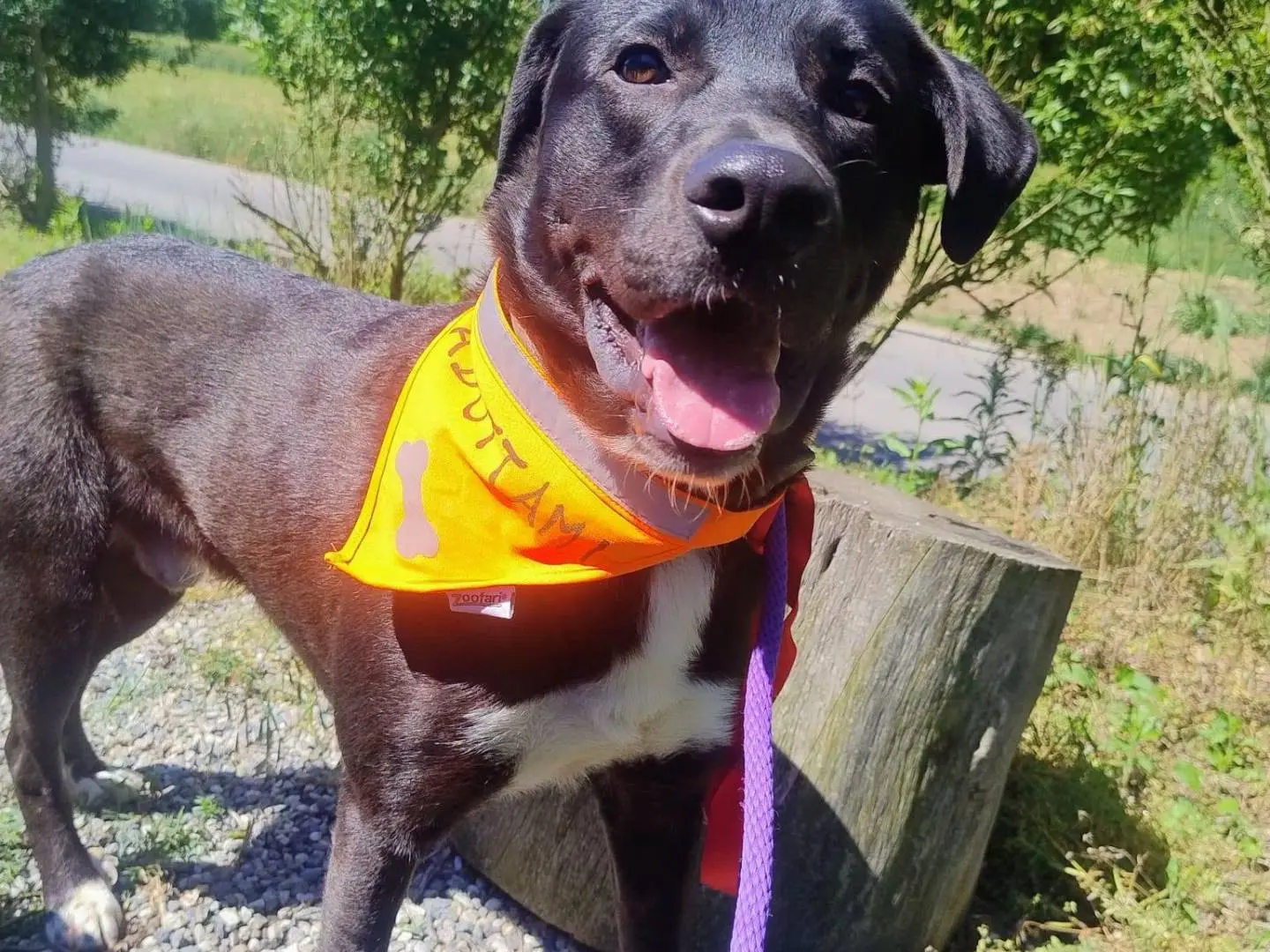 Adozione cane, maschio, Razza sconosciuta Razza sconosciuta, 1 anno e 6 mesi, taglia media, Torino