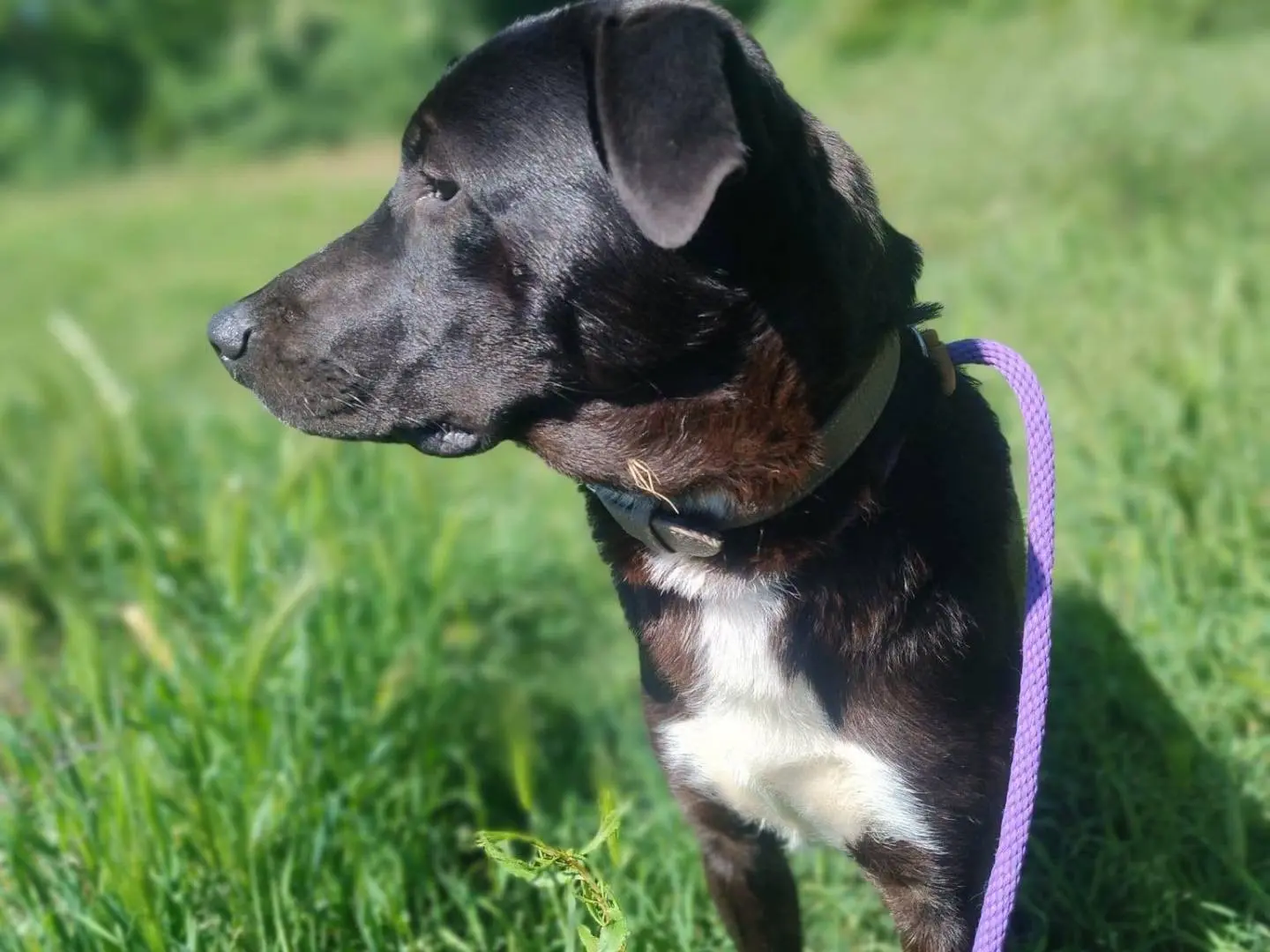 Adotta il cane Gustavo a Torino
