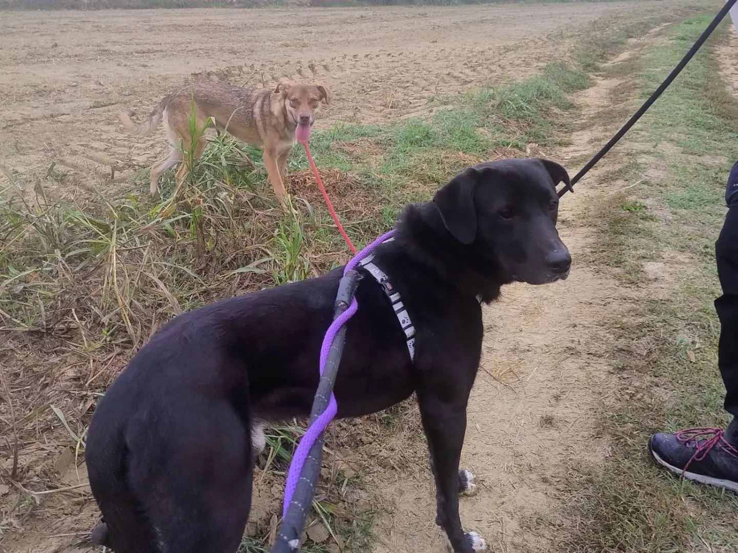 Adotta un cane, maschio, 1 anno e 6 mesi, Torino