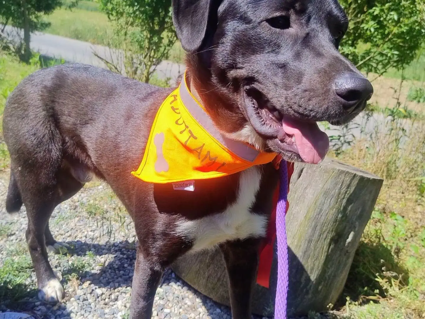 Vuoi adottare un cane a Torino?