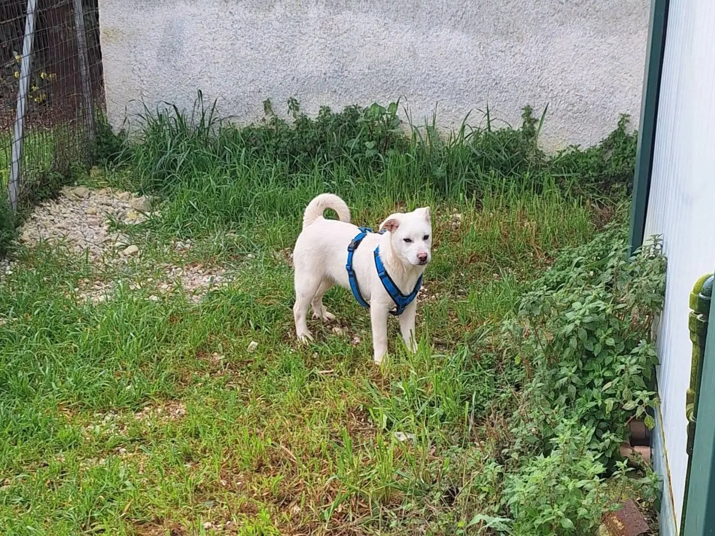 Foto 1 dell'animale