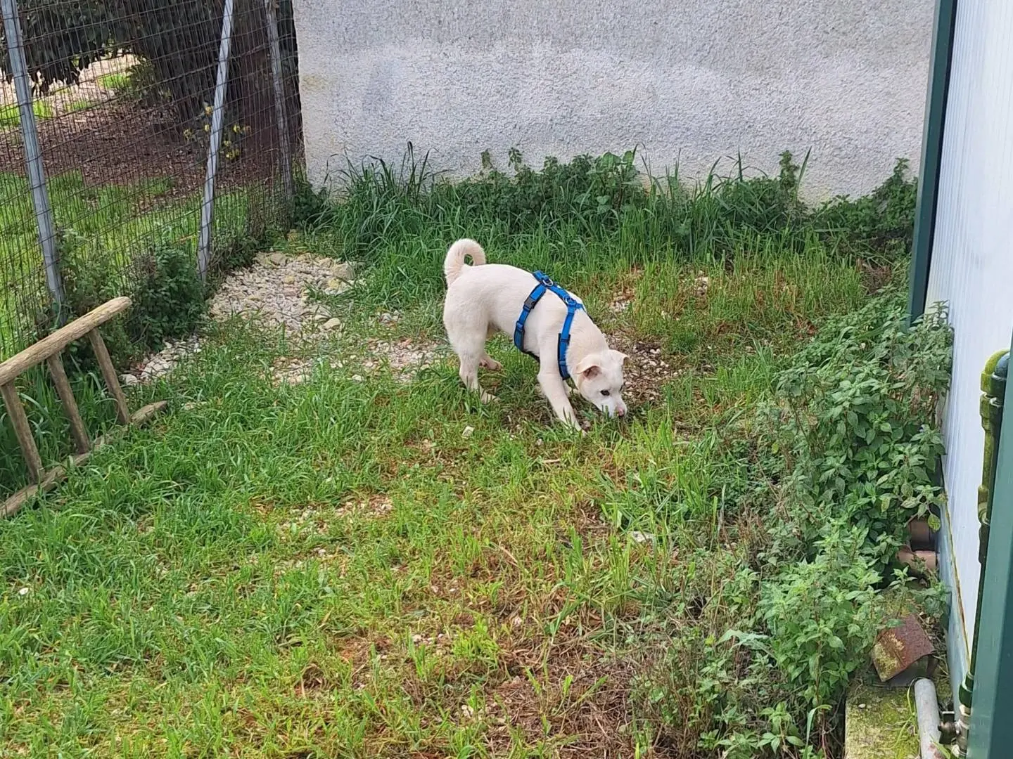 Foto 3 dell'animale