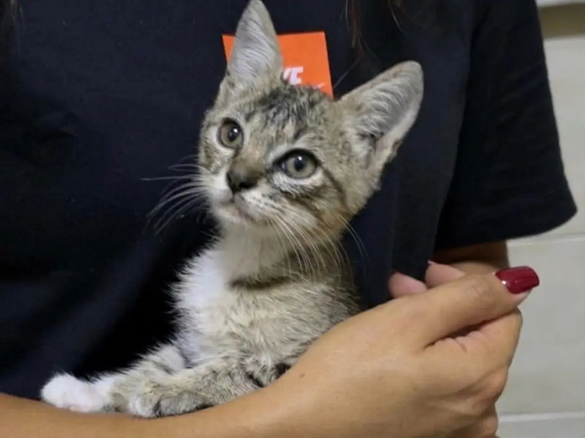 Adozione gatto, maschio, Razza sconosciuta Razza sconosciuta, 3 mesi, taglia non valida, Napoli