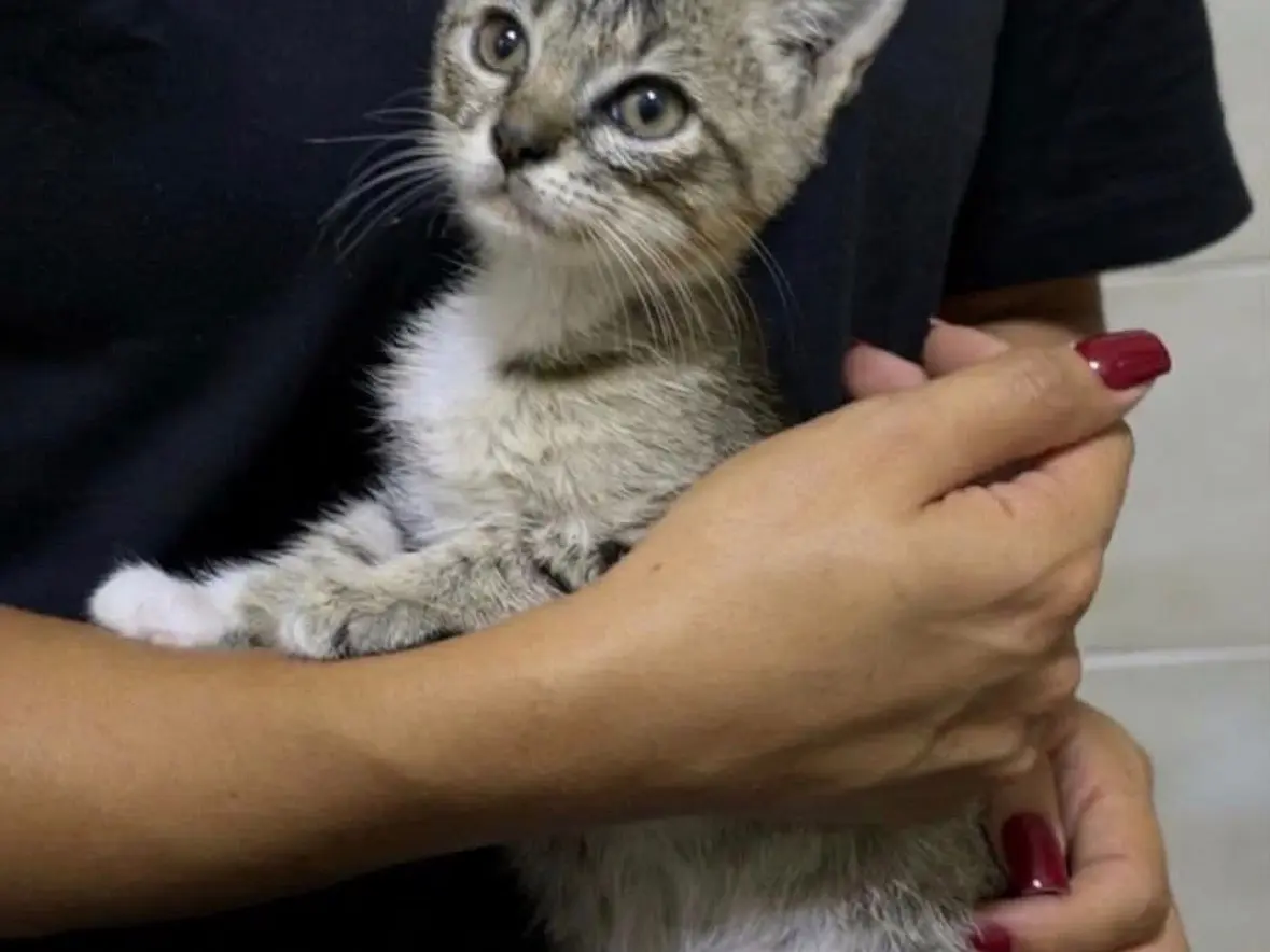 Adotta un gatto, maschio, 3 mesi, Napoli