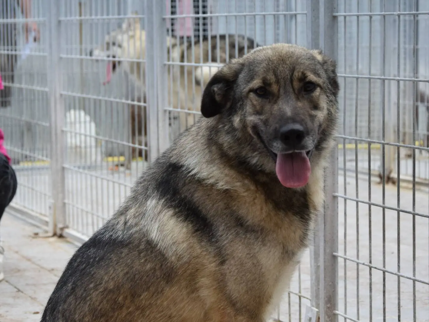 Adozione cane, femmina, Pastore tedesco Razza sconosciuta, 3 anni e 5 mesi, taglia media, Chieti