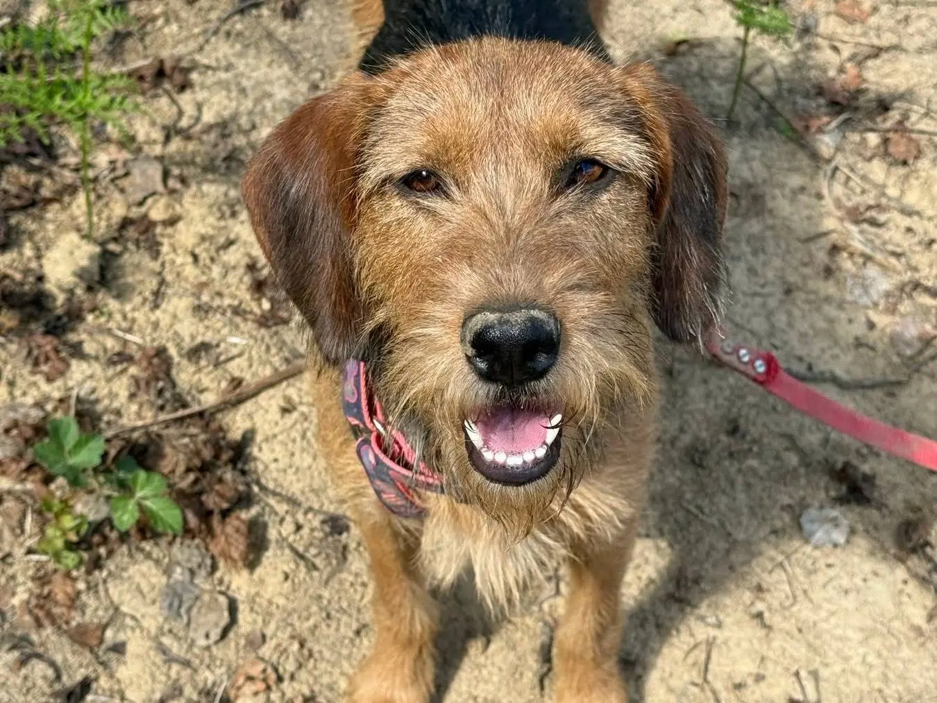 Adotta il cane SORAYA a Firenze