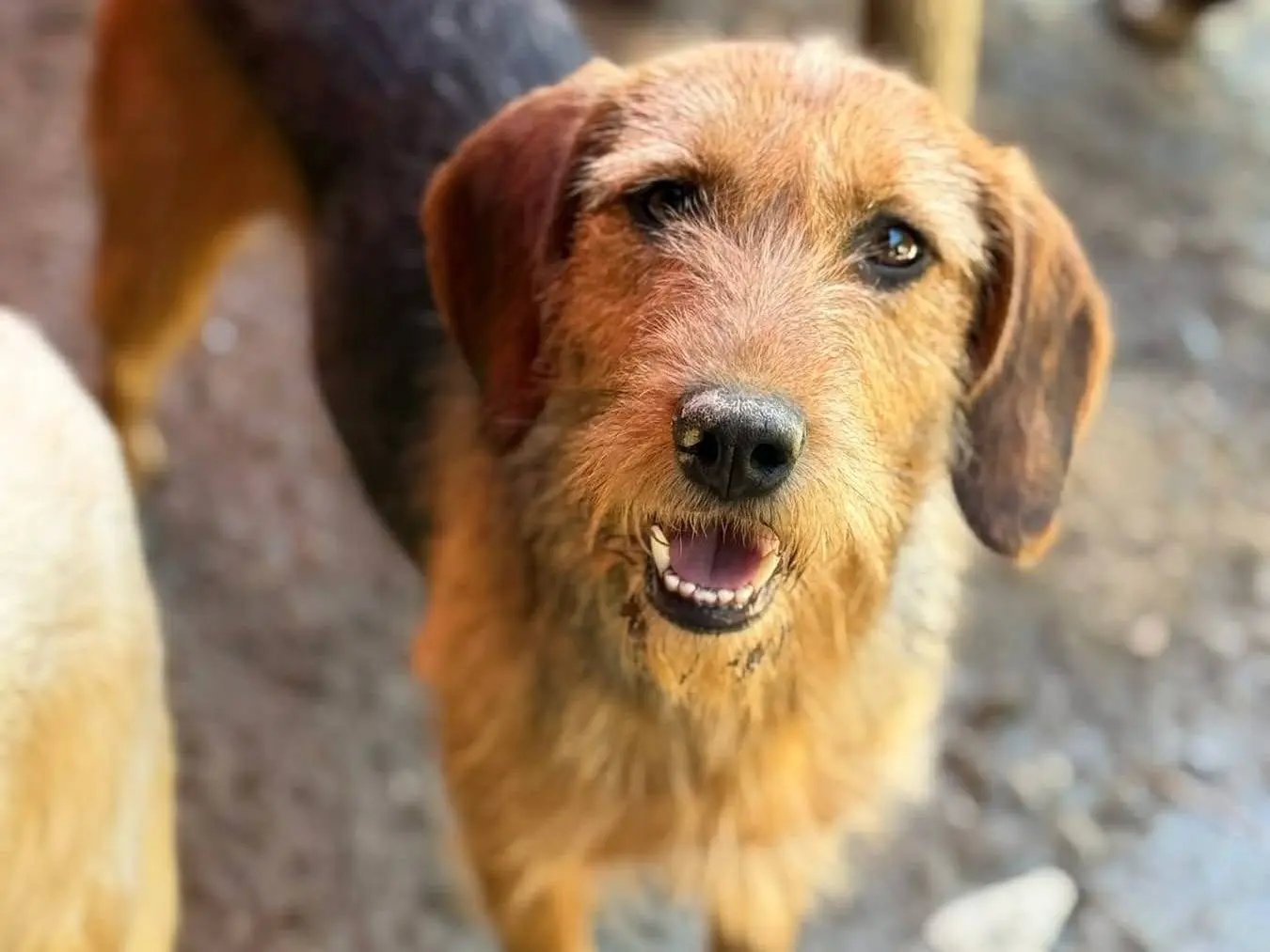 Adozione cane, femmina, Razza sconosciuta Razza sconosciuta, 2 anni e 7 mesi, taglia media, Firenze