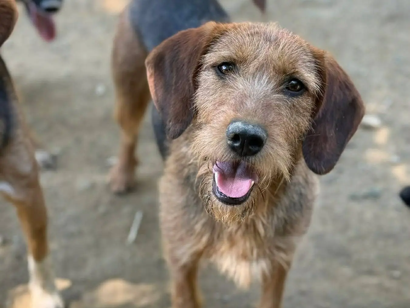 Adotta un cane, taglia media, femmina, Firenze