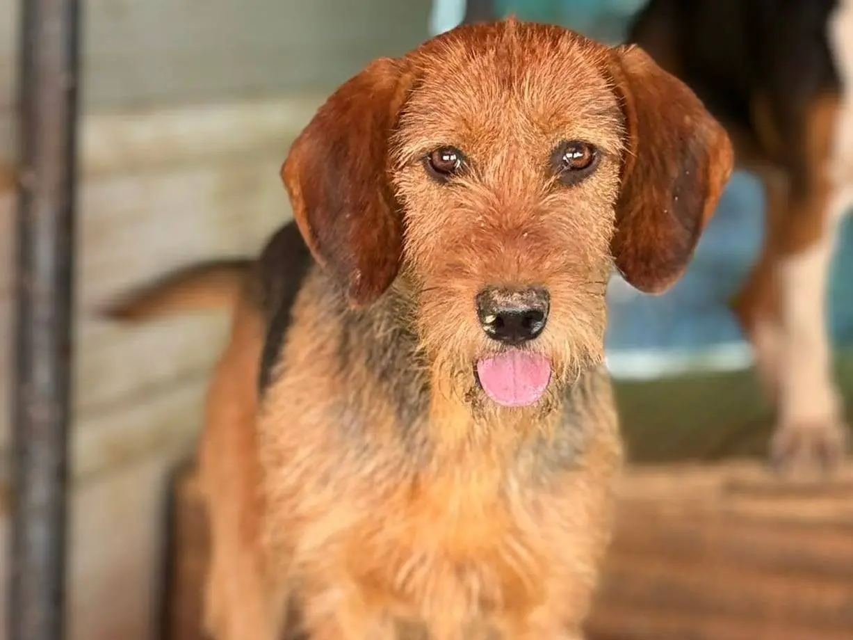 Adotta un cane, femmina, 2 anni e 7 mesi, Firenze