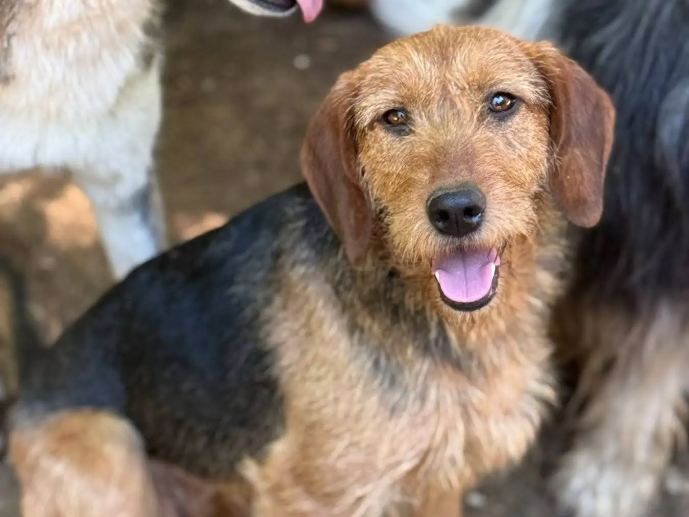 Vuoi adottare un cane a Firenze?