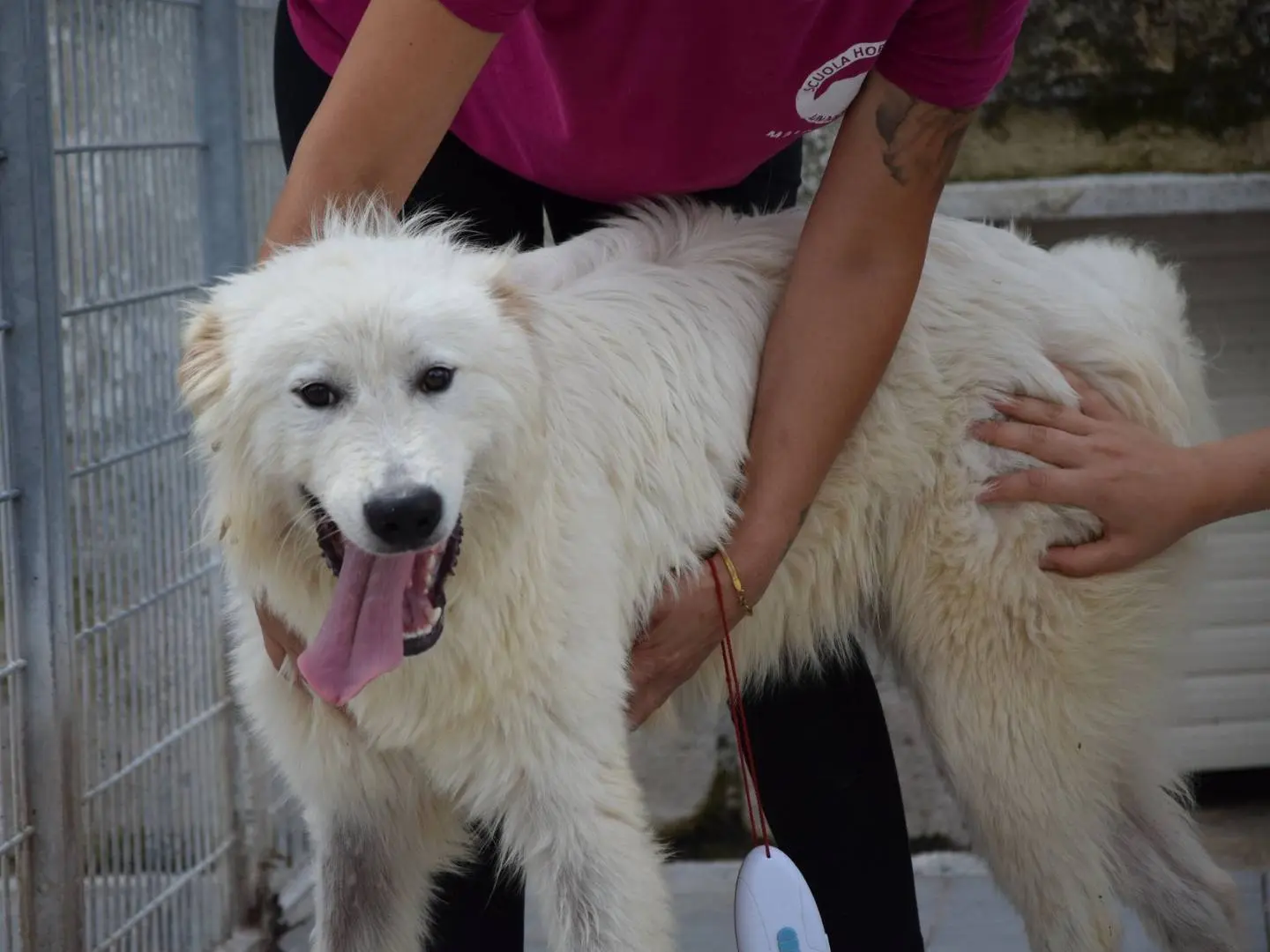Foto 1 dell'animale
