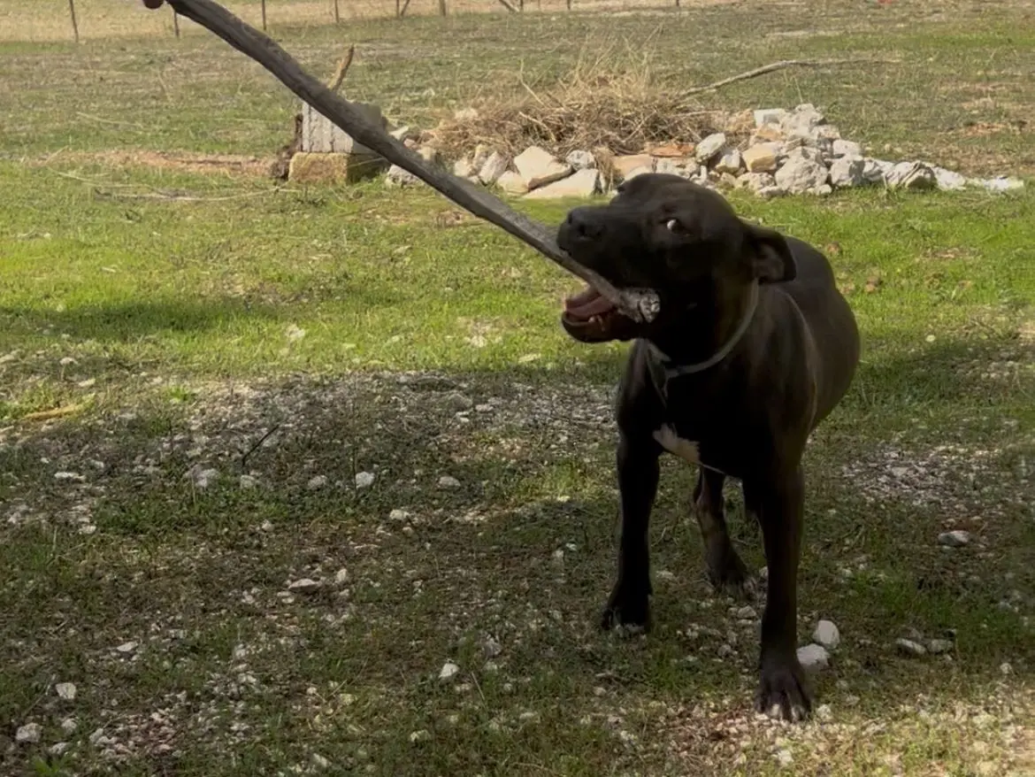 Adotta il cane Pollon Annali a Bari