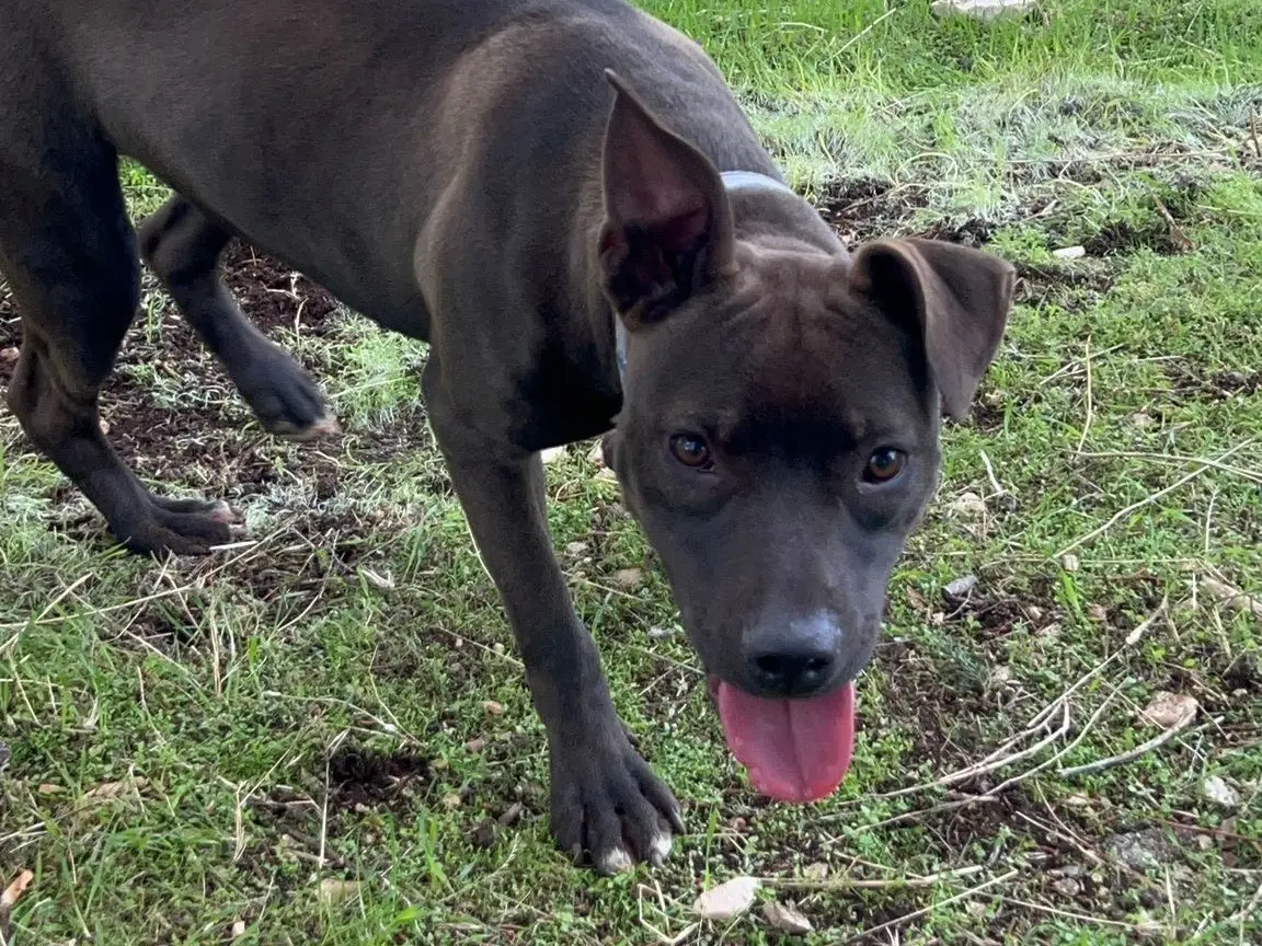 Adozione cane, femmina, Razza sconosciuta Razza sconosciuta, 2 anni, taglia grande, Bari