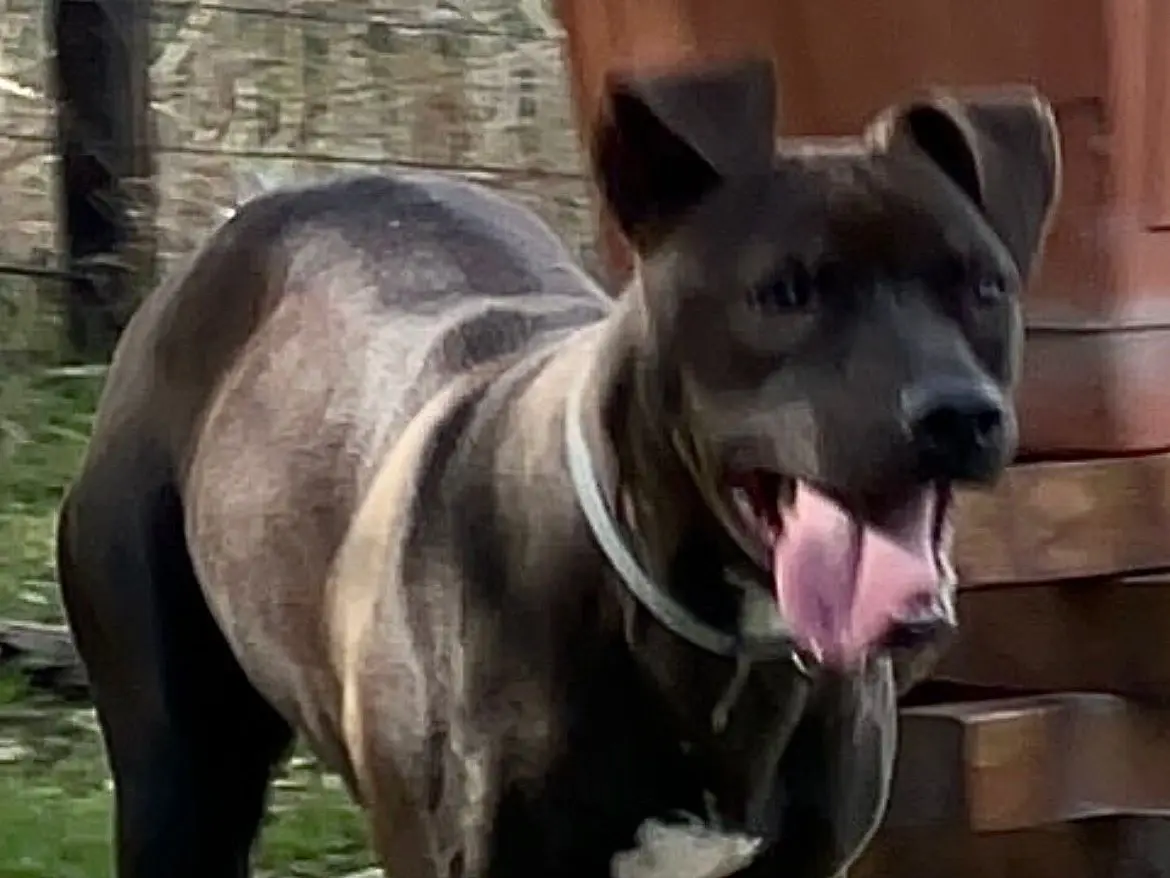 Adotta un cane, taglia grande, femmina, Bari