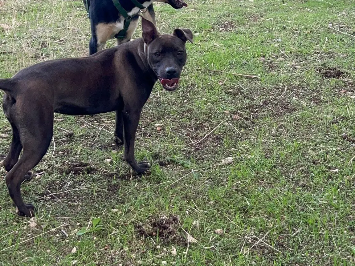 Adotta un cane, femmina, 2 anni, Bari