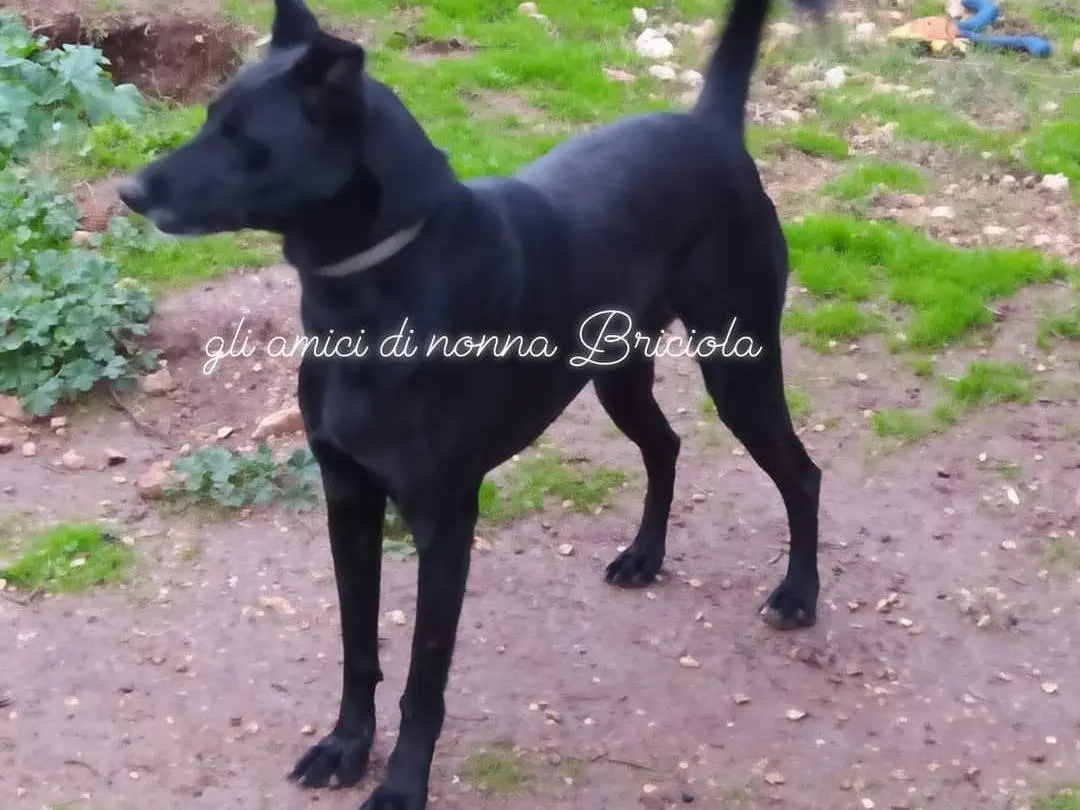 Adotta un cane, femmina, 7 anni e 10 mesi, Bari