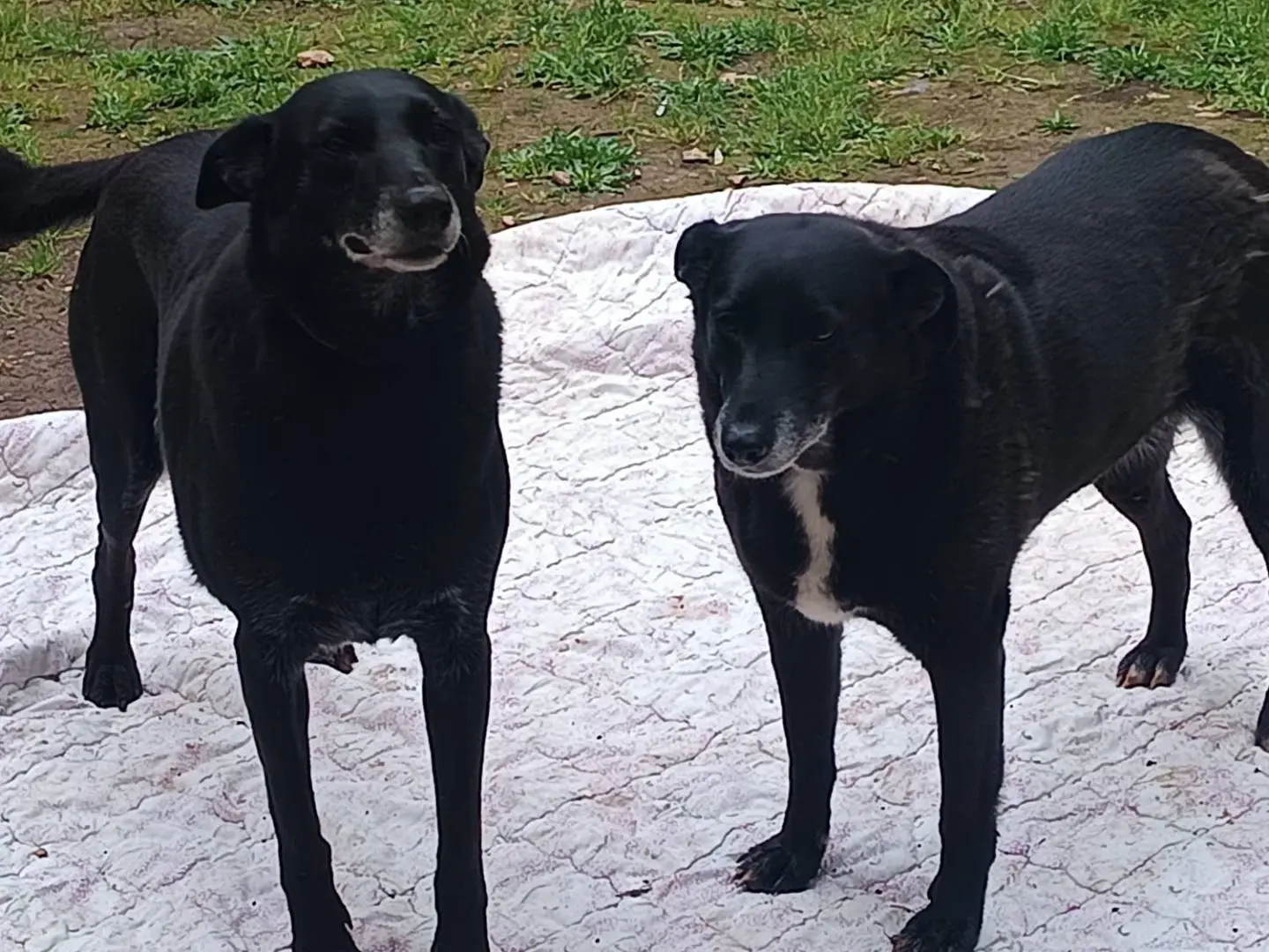 Adotta un cane, taglia media, femmina, Bari