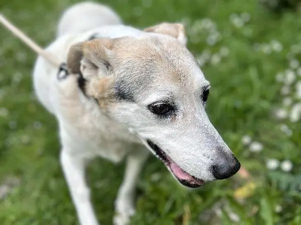 Foto 3 dell'animale
