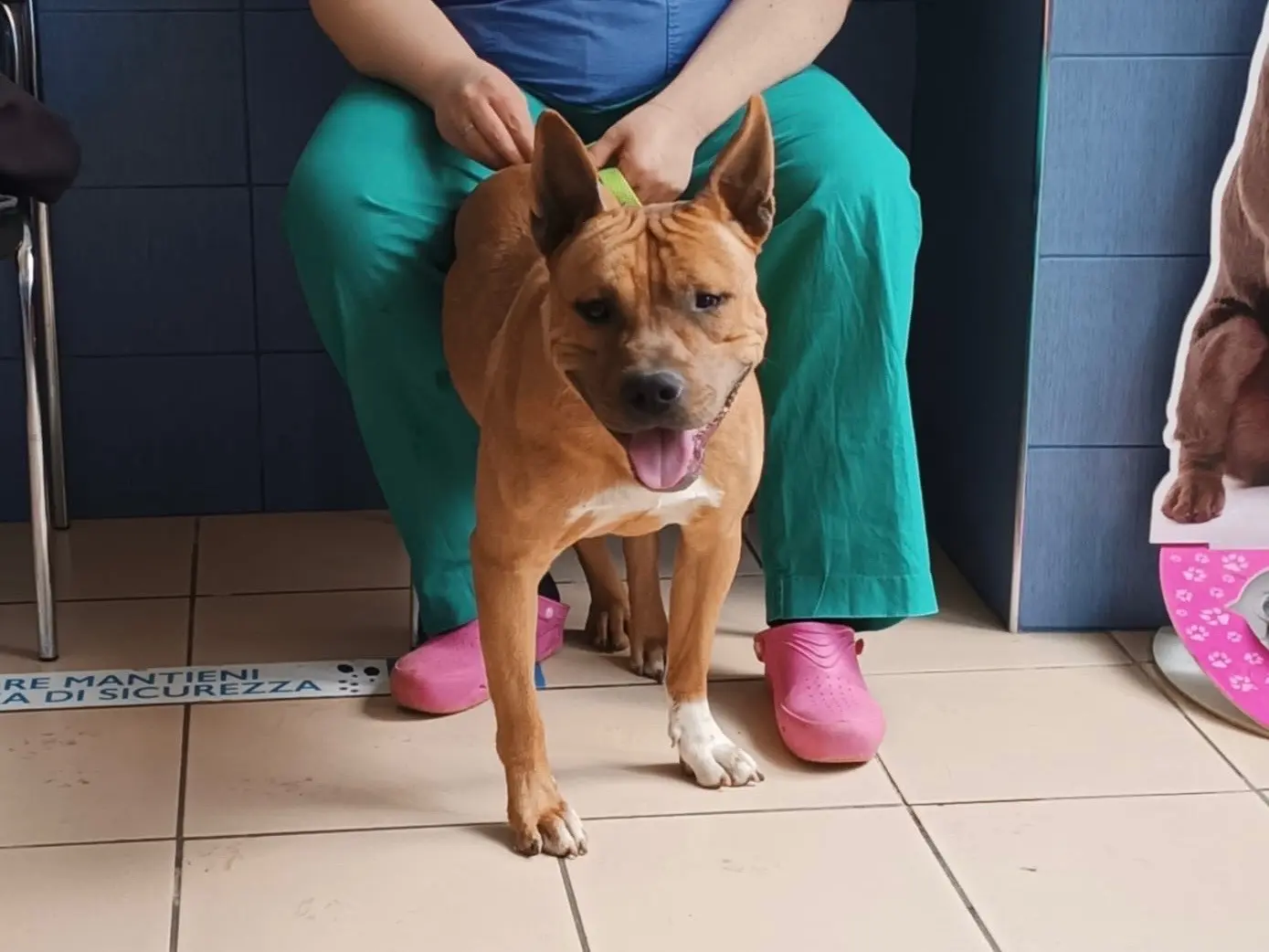 Adotta un cane, taglia media, maschio, Bari