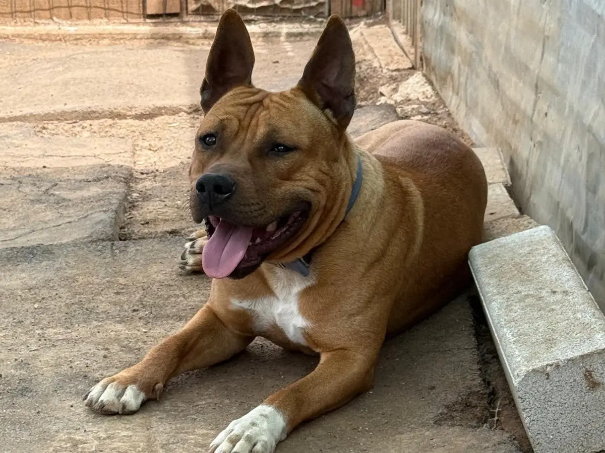 Adozione cane, maschio, Bull Terrier Razza sconosciuta, 5 anni e 7 mesi, taglia media, Bari