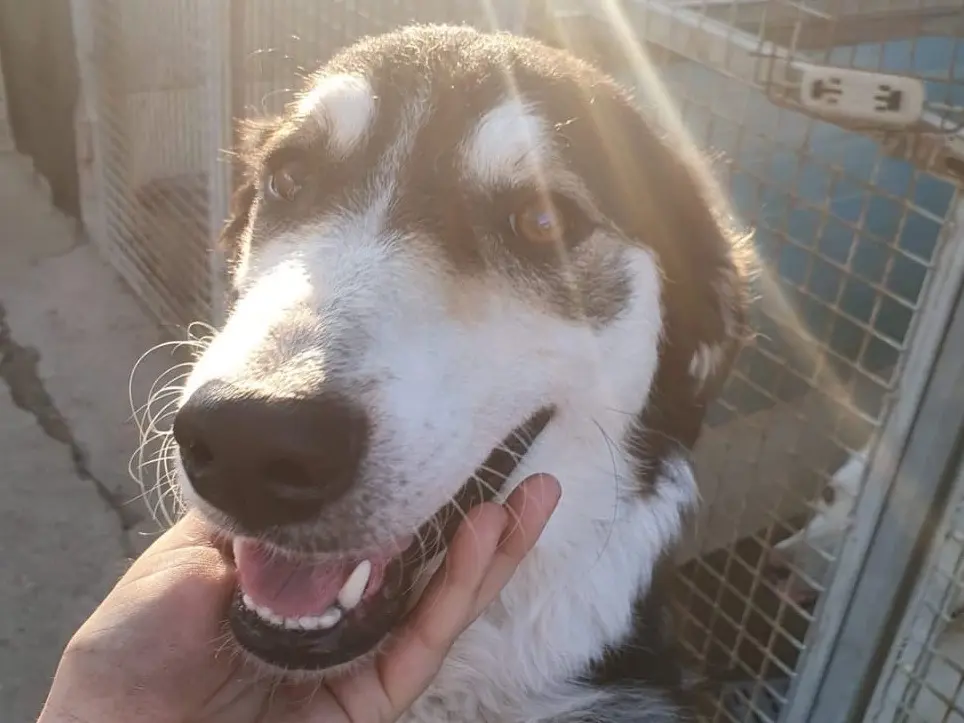 Adotta un cane, femmina, 1 anno e 2 mesi, Crotone