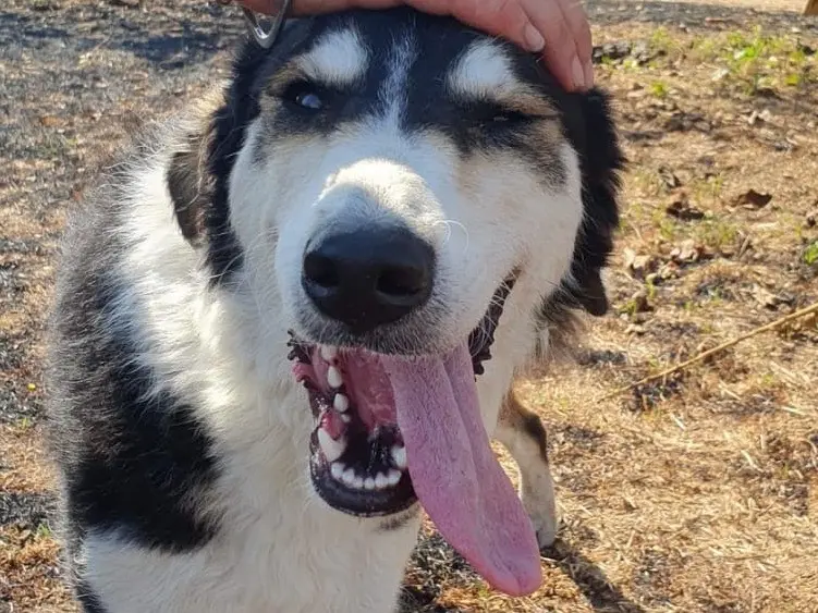 Adozione cane, femmina, Razza sconosciuta Razza sconosciuta, 1 anno e 2 mesi, taglia media, Crotone