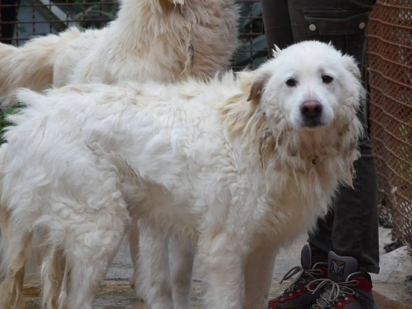 Adozione cane, maschio, Razza sconosciuta Razza sconosciuta, 8 anni e 9 mesi, taglia media, Chieti