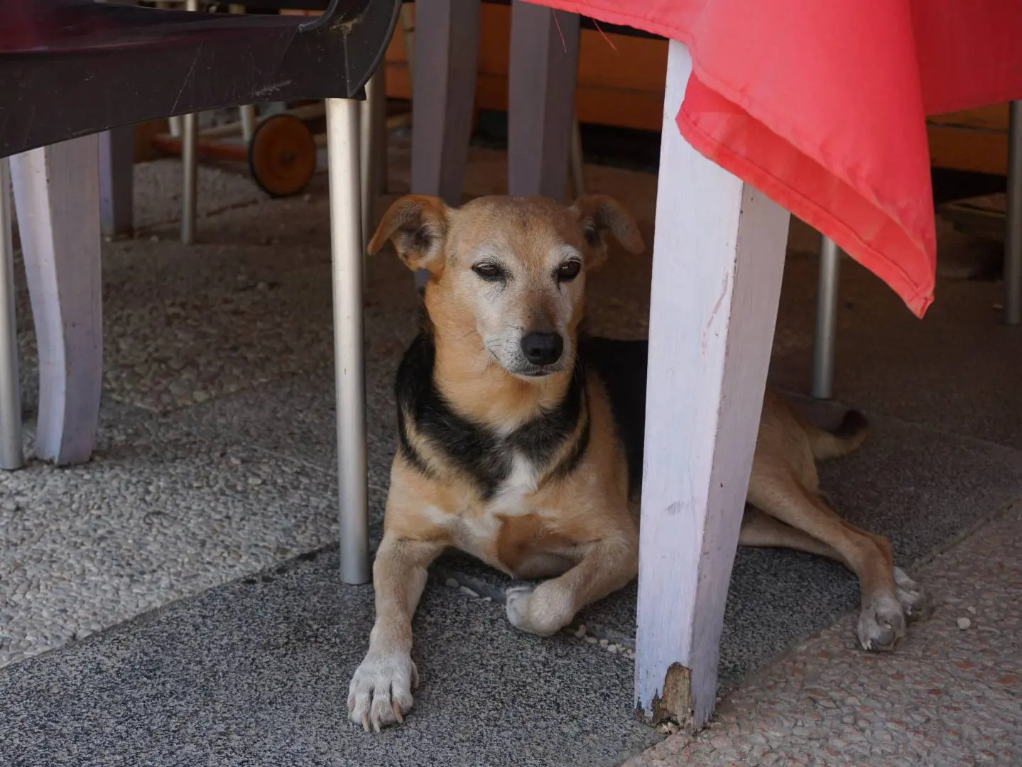 Foto 3 dell'animale