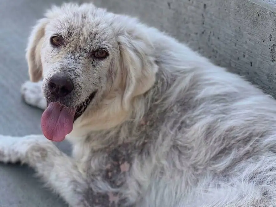 Adozione cane, femmina, Razza sconosciuta Razza sconosciuta, 5 anni e 3 mesi, taglia media, Crotone