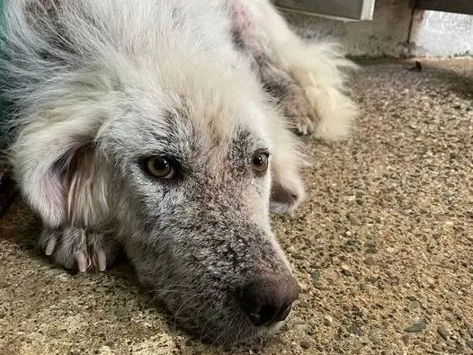 Adotta un cane, femmina, 5 anni e 3 mesi, Crotone