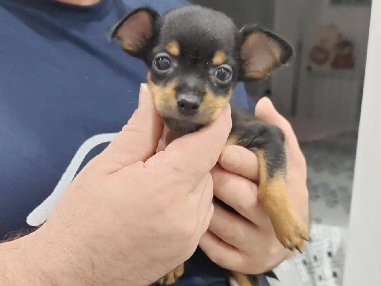 Adozione cane, maschio, Pinscher Volpino di Pomerania, 2 mesi, taglia piccola, Trapani