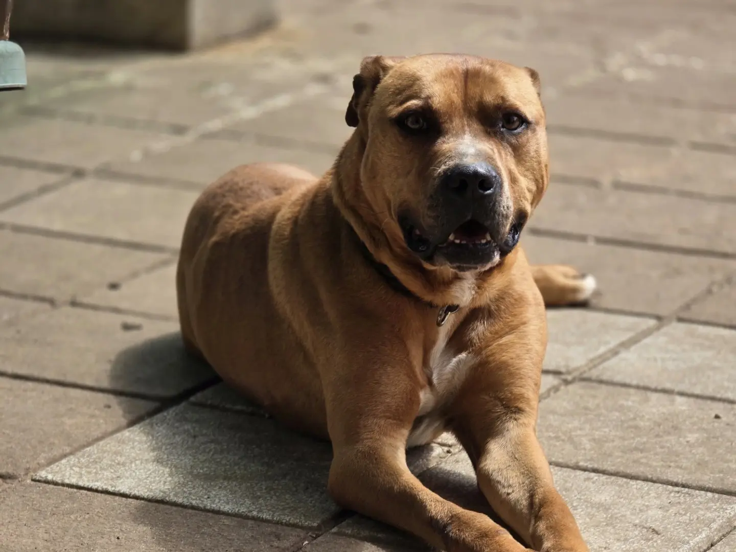 Vuoi adottare un cane a Roma?