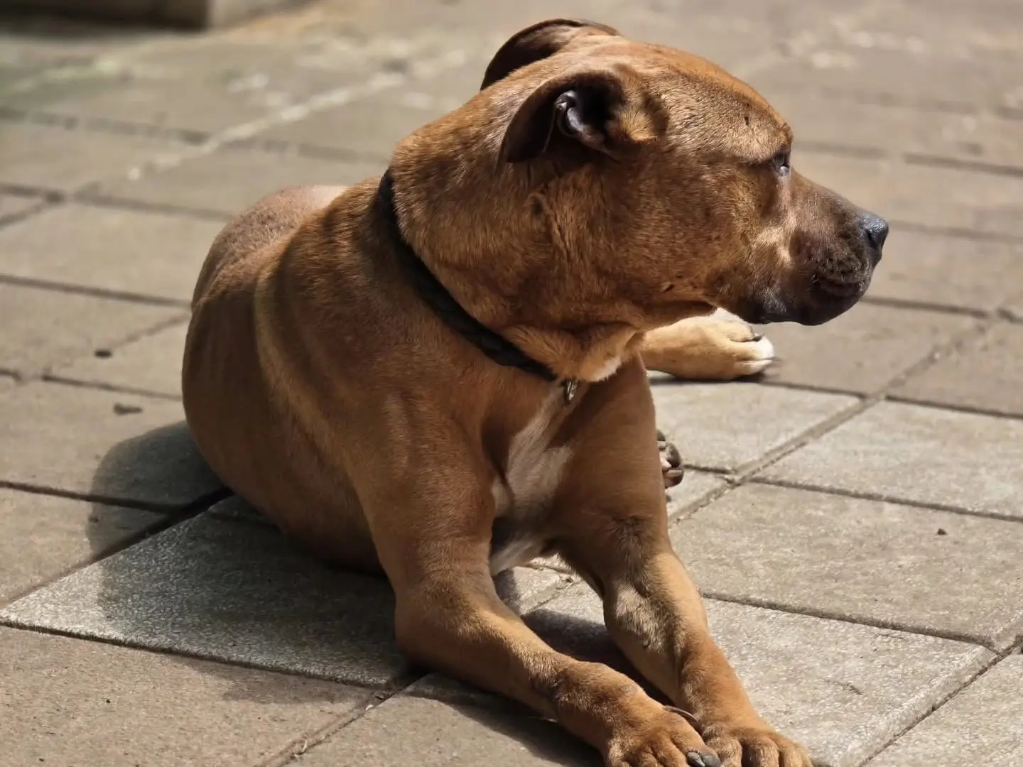 Adotta un cane, taglia media, maschio, Roma