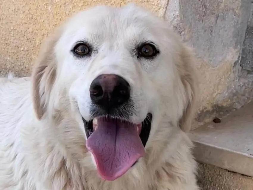 Adotta un cane, femmina, 3 anni e 2 mesi, Milano
