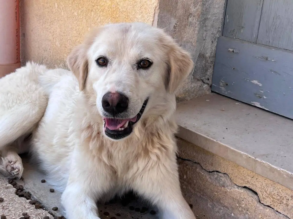 Adozione cane, femmina, Razza sconosciuta Razza sconosciuta, 3 anni e 2 mesi, taglia media, Milano