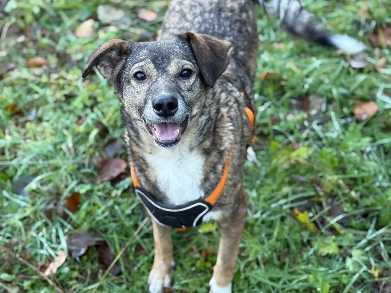 Adotta un cane, taglia media contenuta, femmina, Firenze
