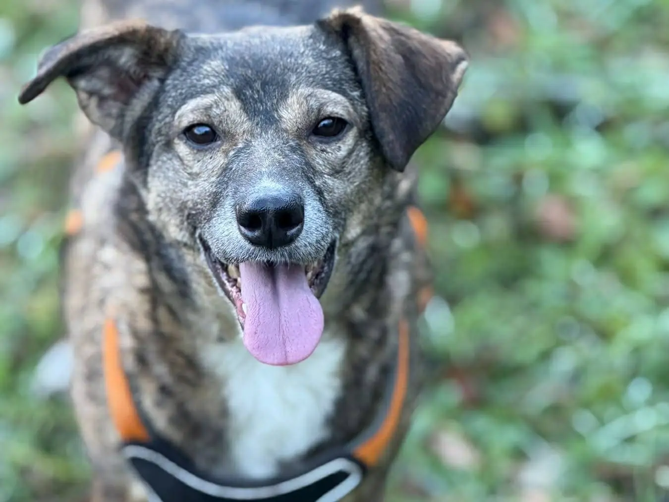 Adotta un cane, femmina, 3 anni e 9 mesi, Firenze