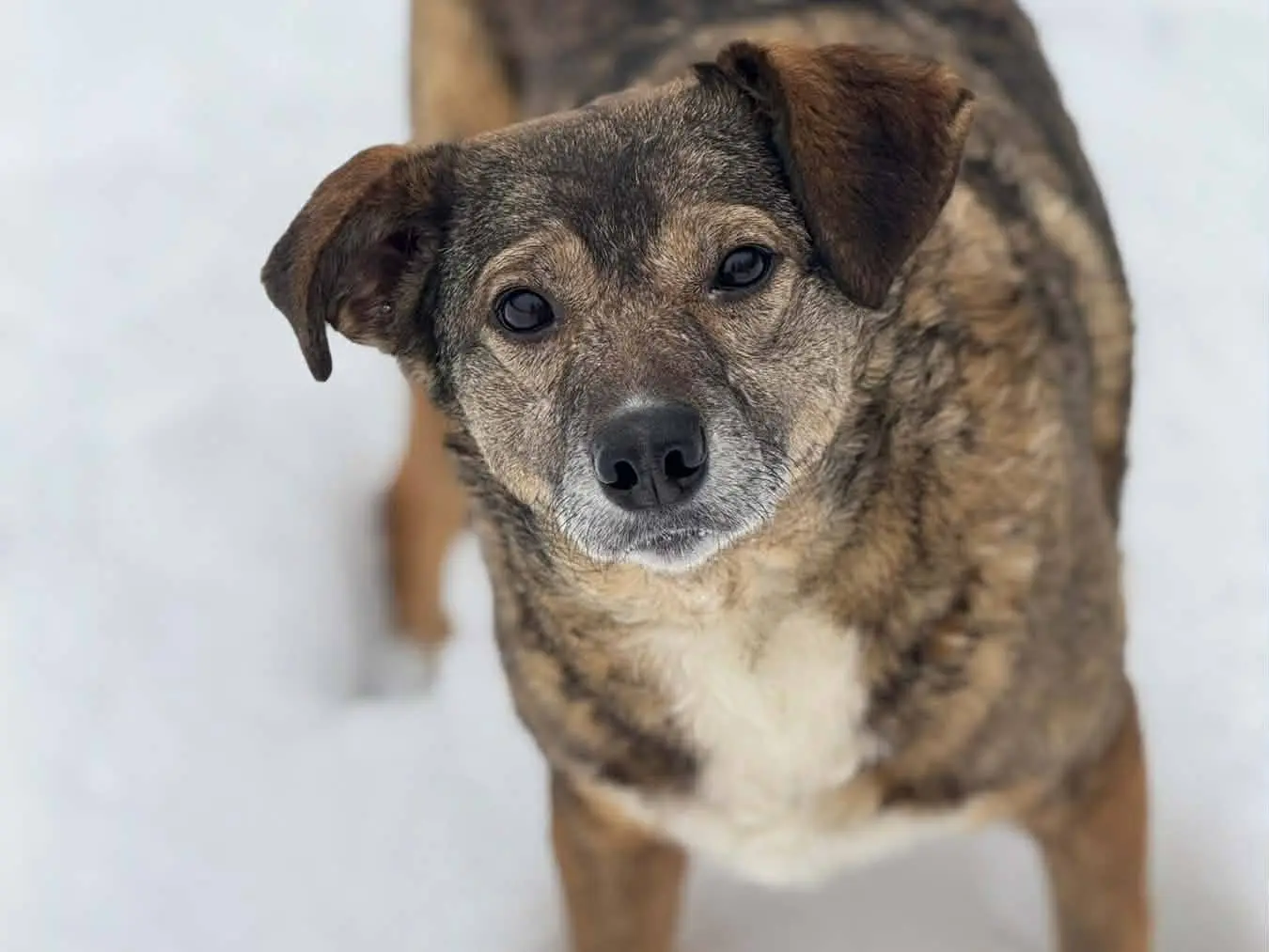 Adozione cane, femmina, Razza sconosciuta Razza sconosciuta, 3 anni e 9 mesi, taglia media contenuta, Firenze