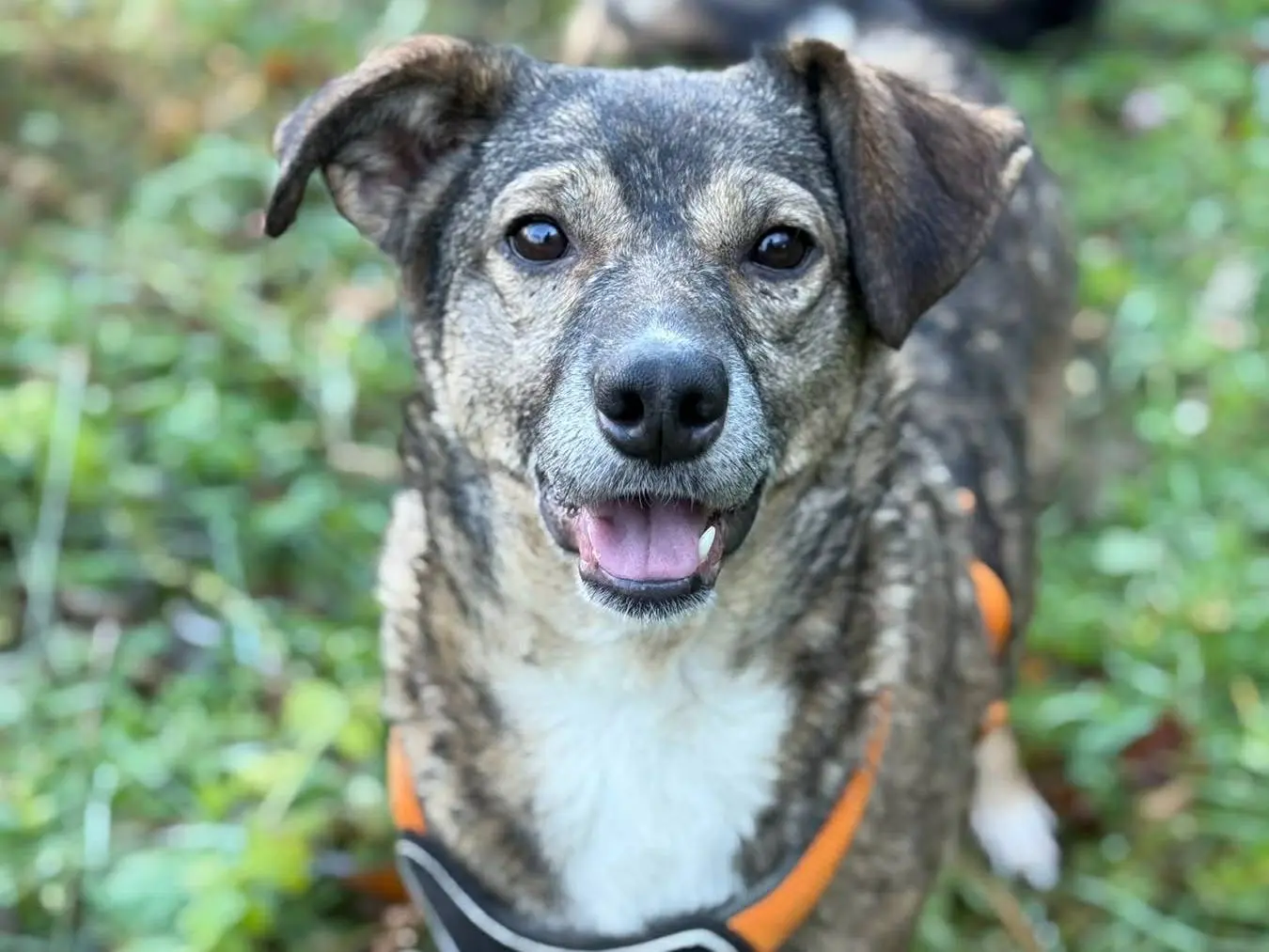 Vuoi adottare un cane a Firenze?