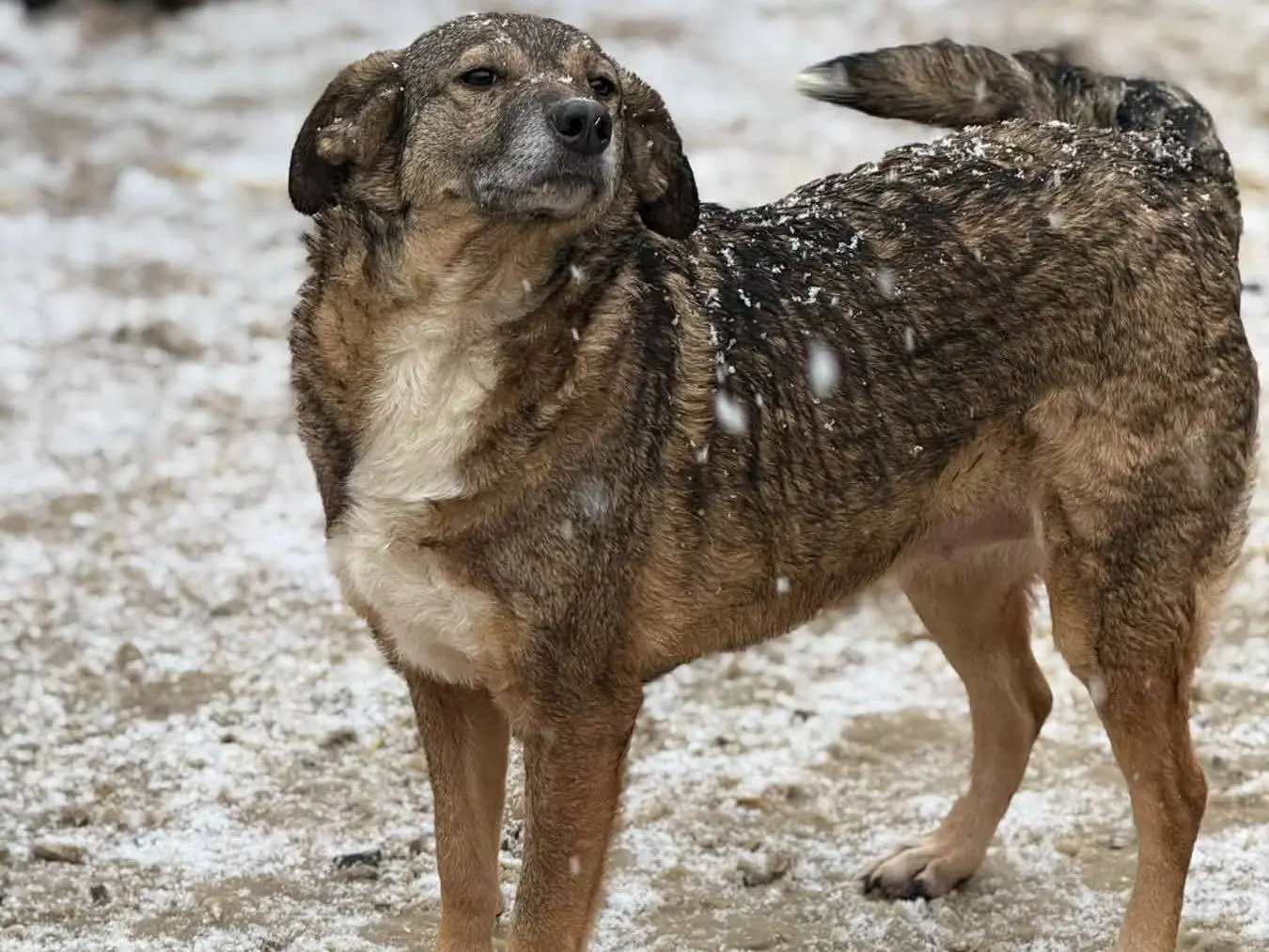 Adotta il cane LULU a Firenze