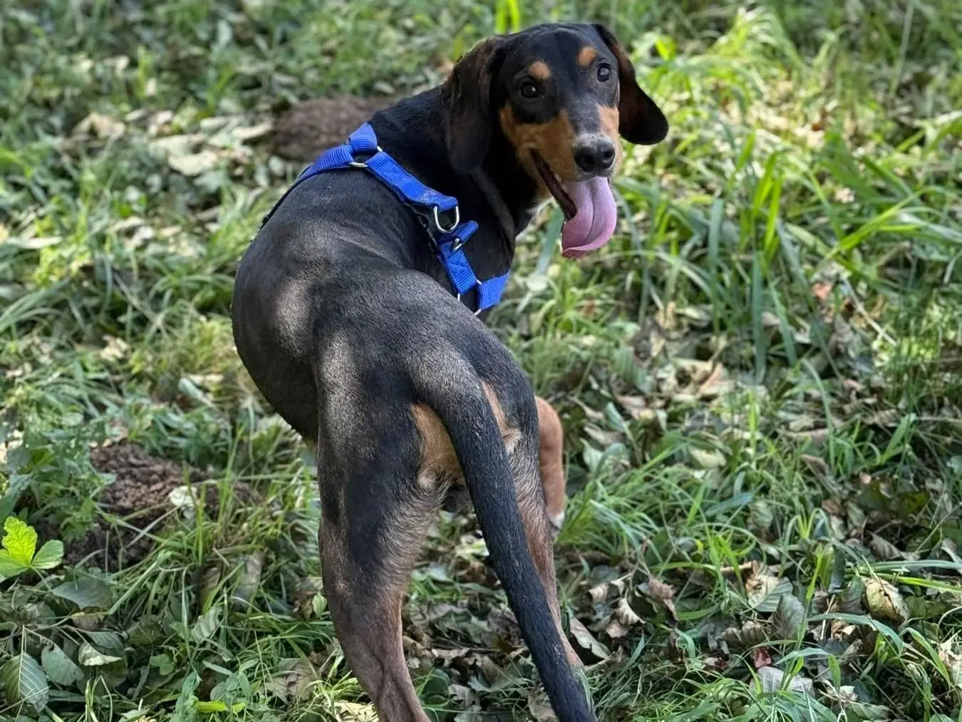 Adotta un cane, taglia media, maschio, Firenze