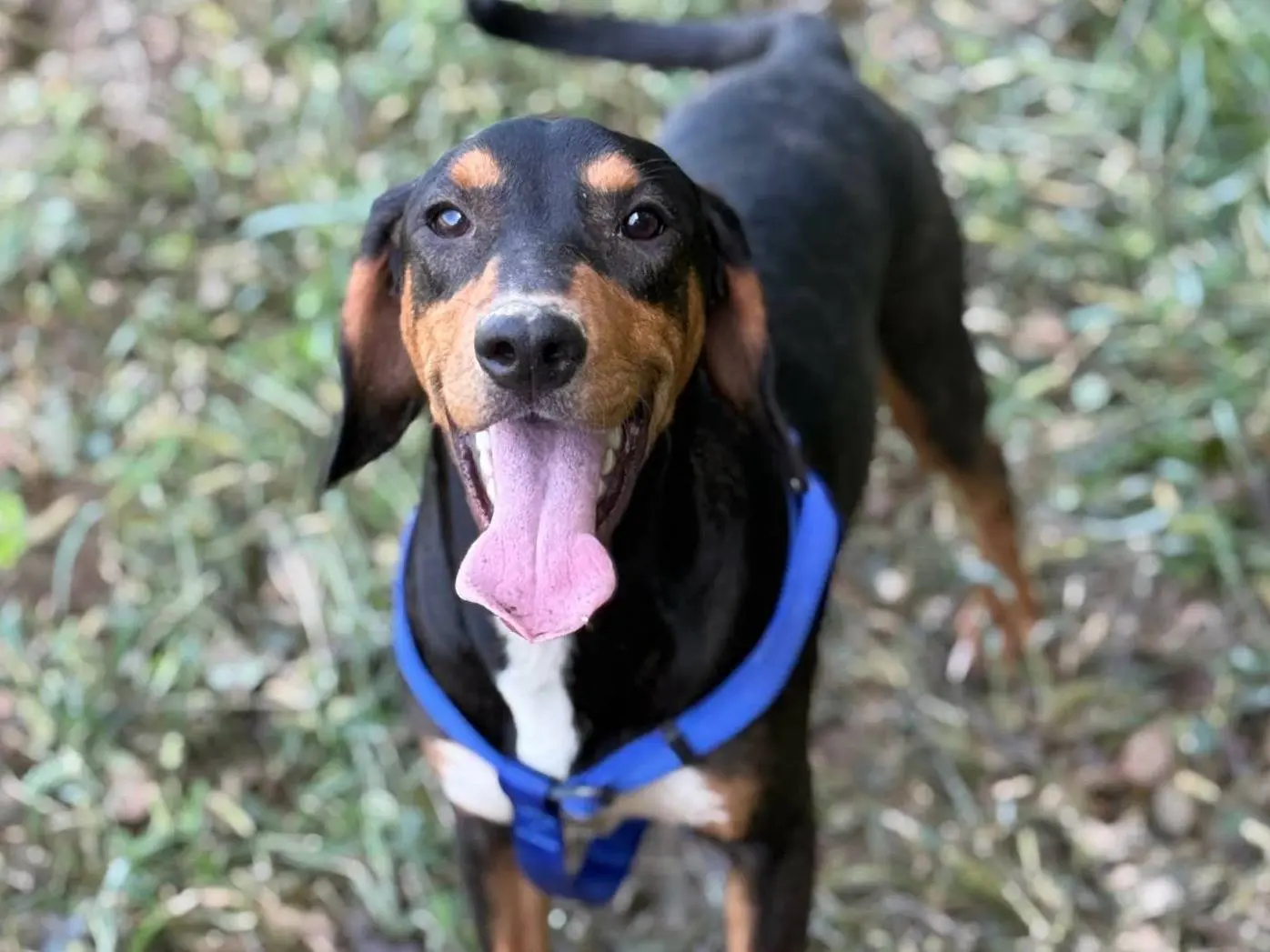 Adozione cane, maschio, Razza sconosciuta Razza sconosciuta, 8 mesi, taglia media, Firenze