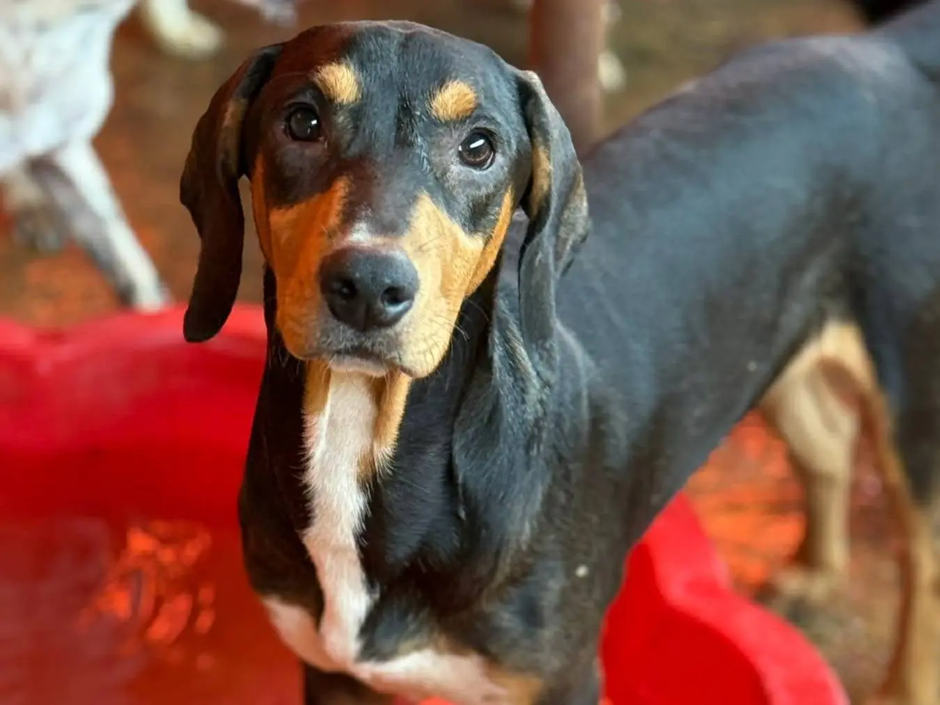 Adotta un cane, maschio, 8 mesi, Firenze