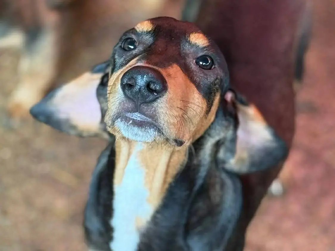 Adotta il cane BRUNO a Firenze