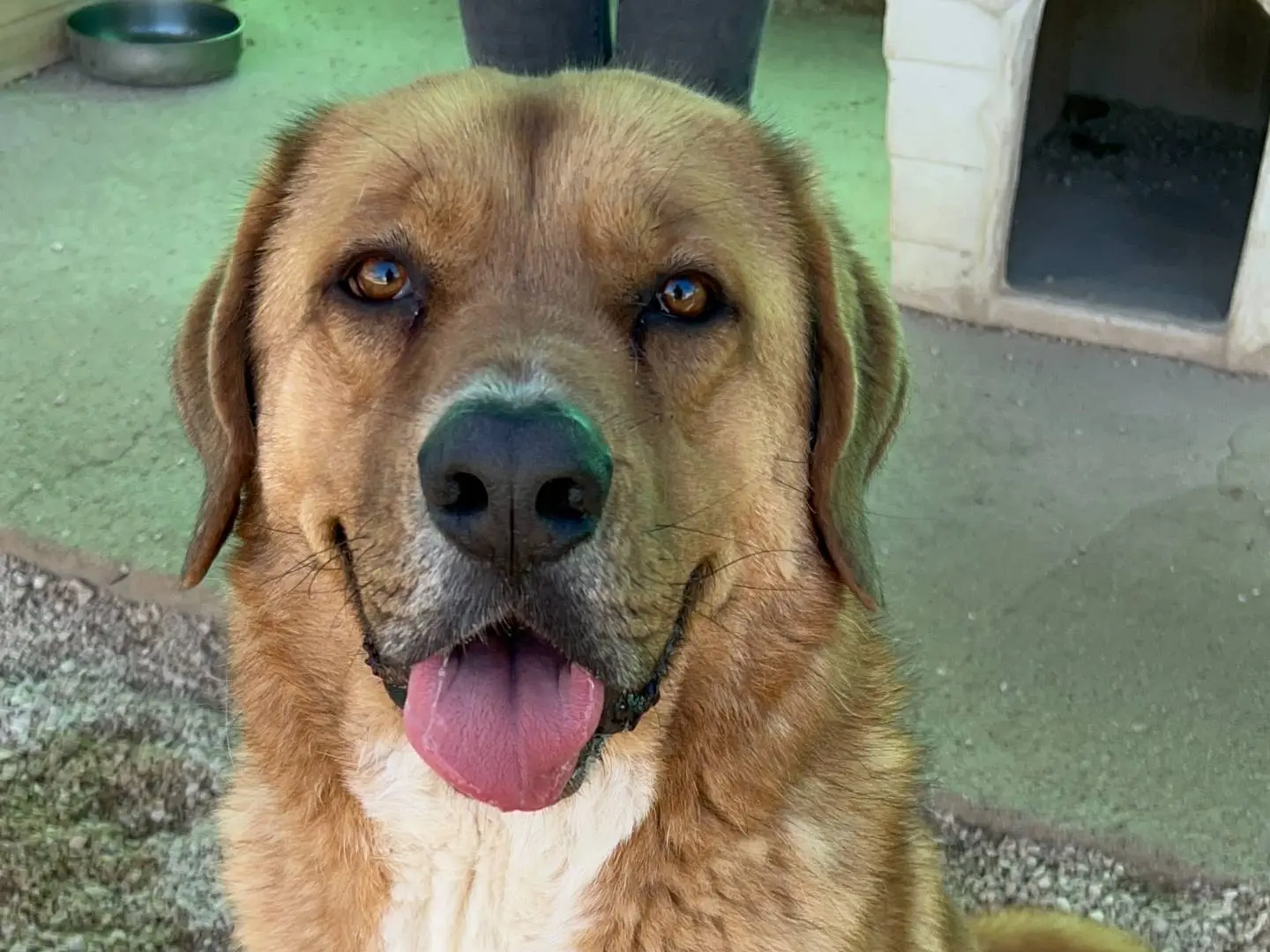 Adotta un cane, taglia gigante, maschio, Bari
