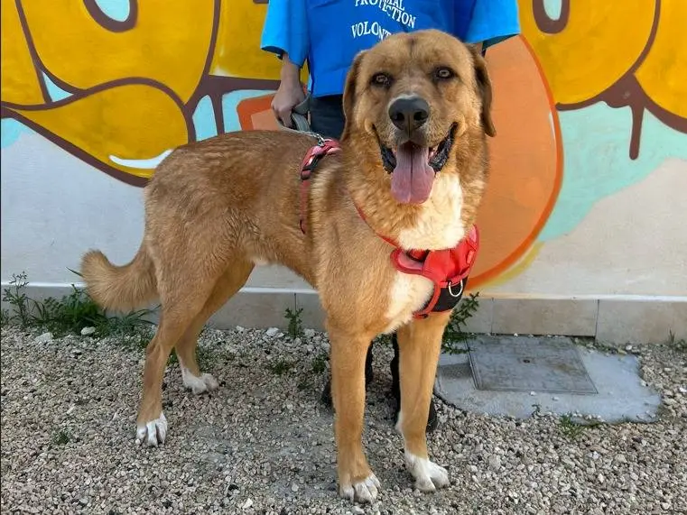 Adotta un cane, maschio, 3 anni e 8 mesi, Bari