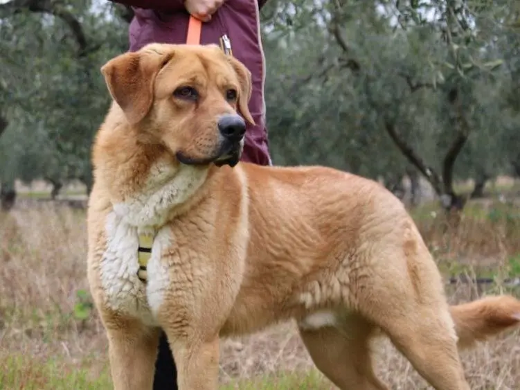 Adozione cane, maschio, Razza sconosciuta Razza sconosciuta, 3 anni e 8 mesi, taglia gigante, Bari