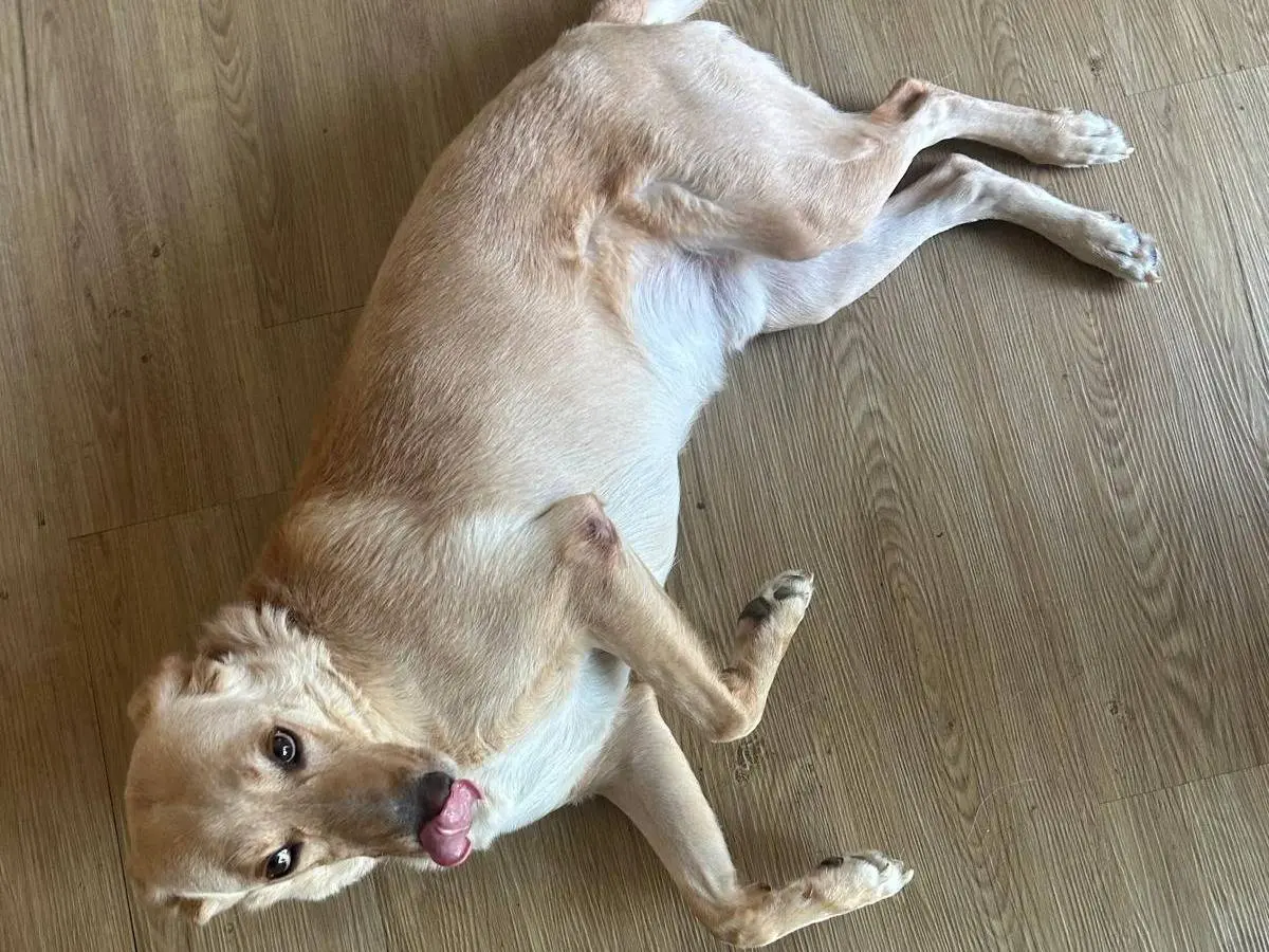 Vuoi adottare un cane a Milano?