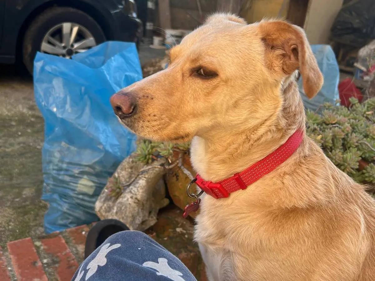 Adotta un cane, maschio, 4 anni e 2 mesi, Milano