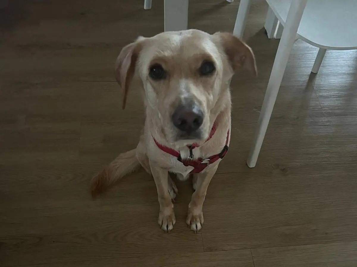 Adotta un cane, taglia media, maschio, Milano